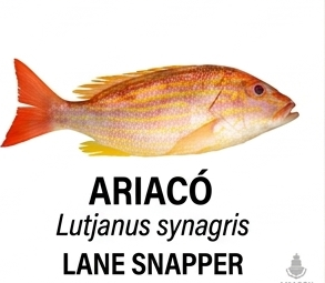 ARIACO Nossos Produtos