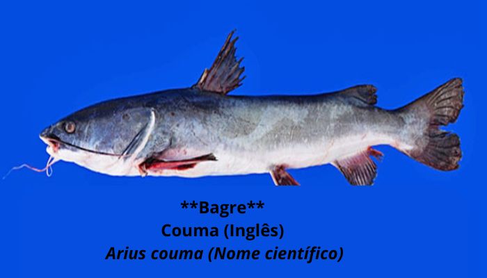 BAGRE Nossos Produtos