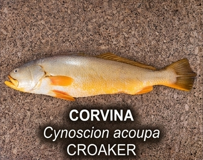 CORVINA1 Nossos Produtos