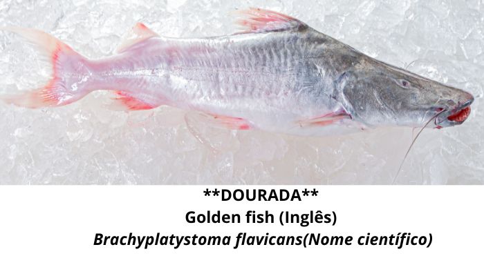 DOURADA Nossos Produtos