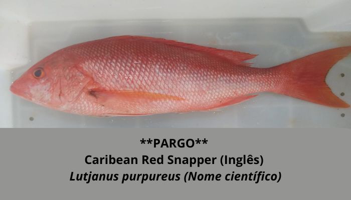 PARGO Nossos Produtos