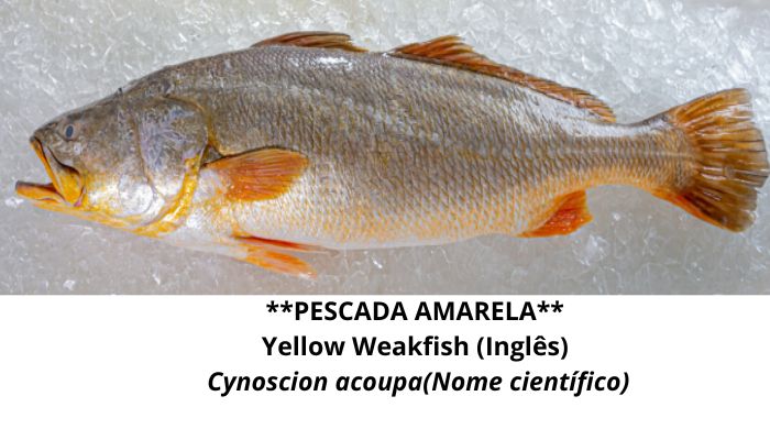 PESCADA-AMARELA Nossos Produtos