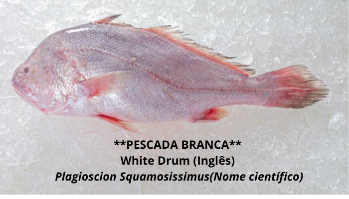 PESCADA-BRANCA Nossos Produtos