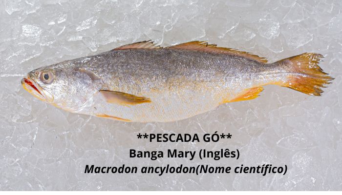 PESCADA-GO Nossos Produtos