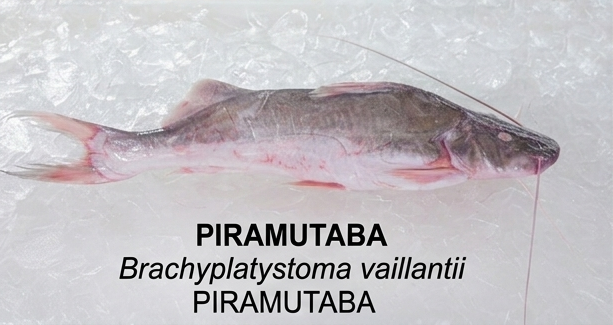 PIRAMUTABA Nossos Produtos