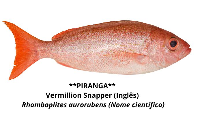 PIRANGA Nossos Produtos