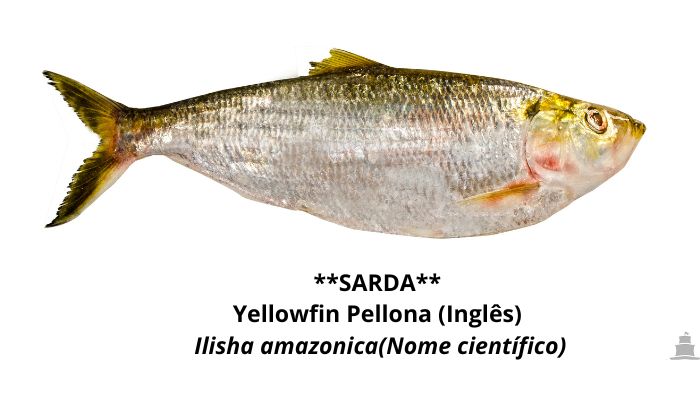 SARDA Nossos Produtos