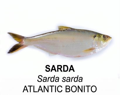 SARDA1 Nossos Produtos