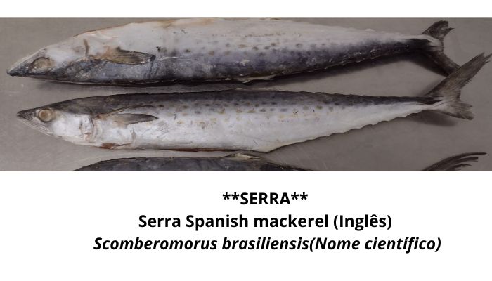 SERRA Nossos Produtos