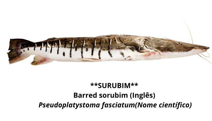 SURUBIM Nossos Produtos